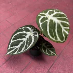 Anthurium Dorayaki Silver