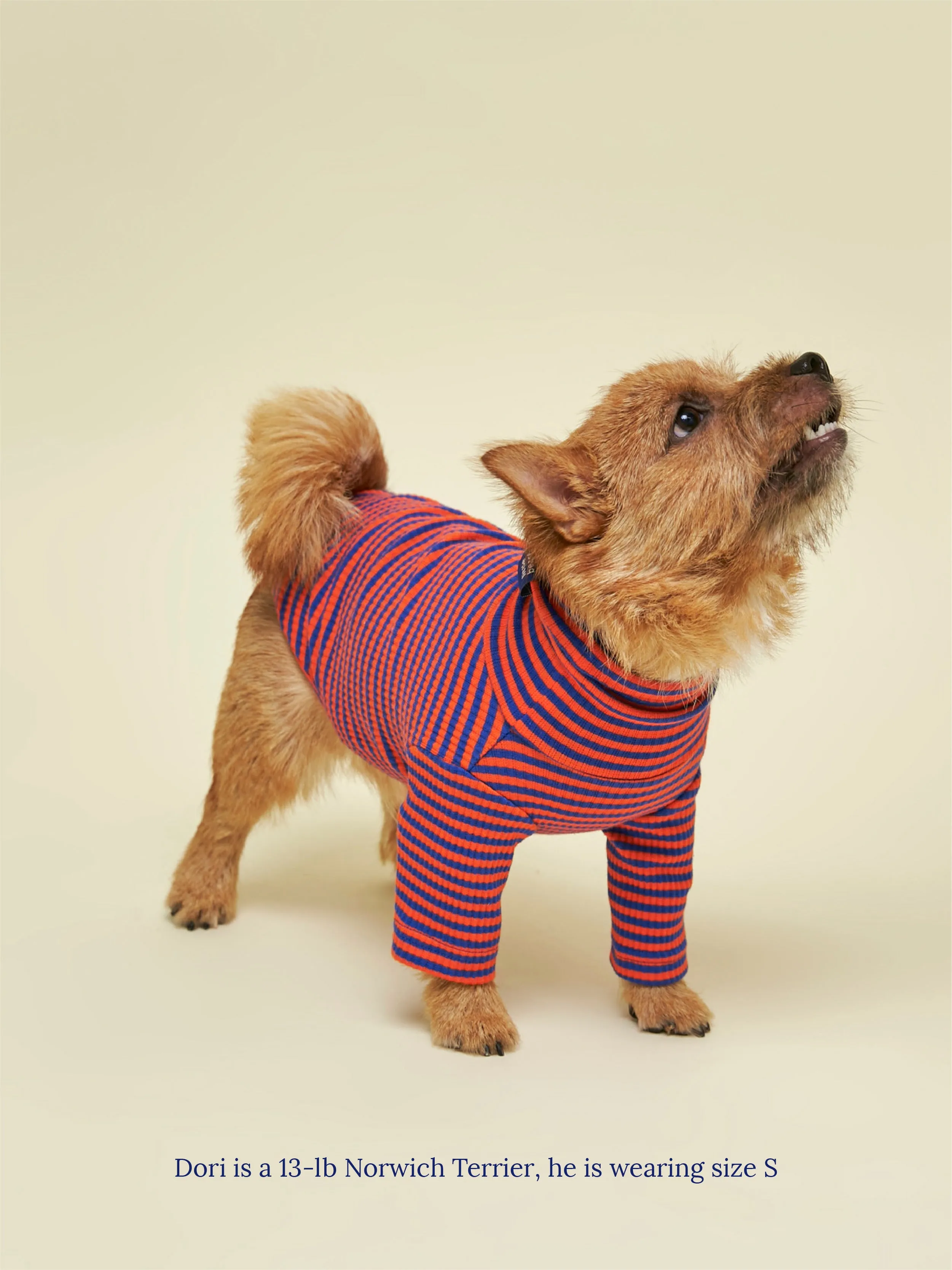 Knickerbocker Sweatshirt